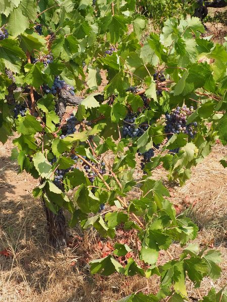 The vines are loaded with grapes